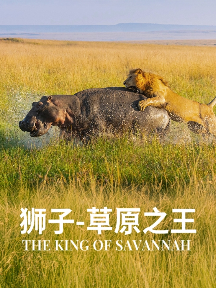 狮子草原之王封面图