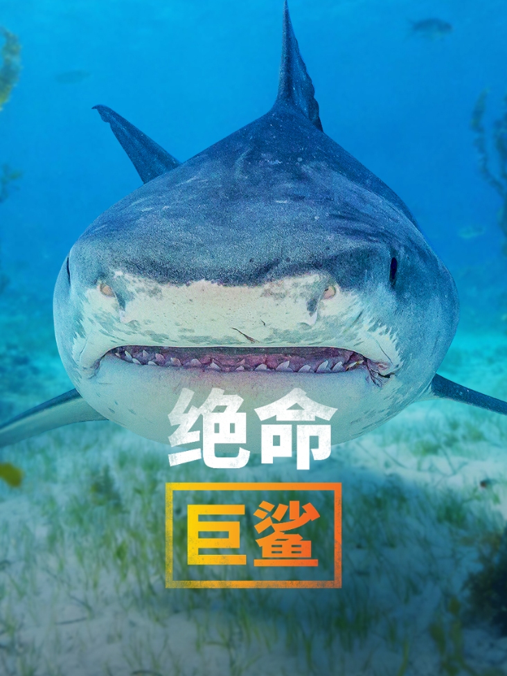 绝命巨鲨封面图