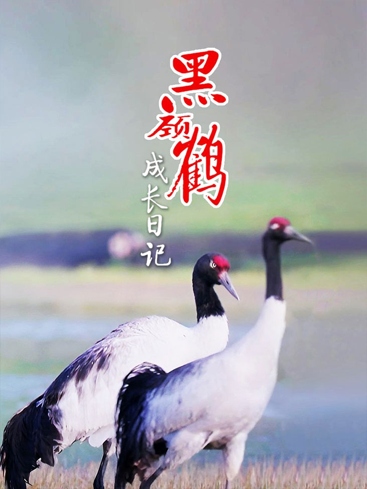 黑颈鹤成长日记封面图