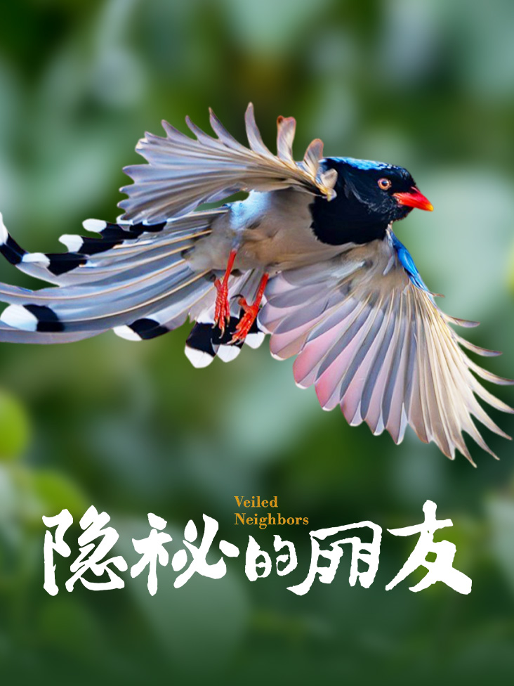 隐秘的朋友