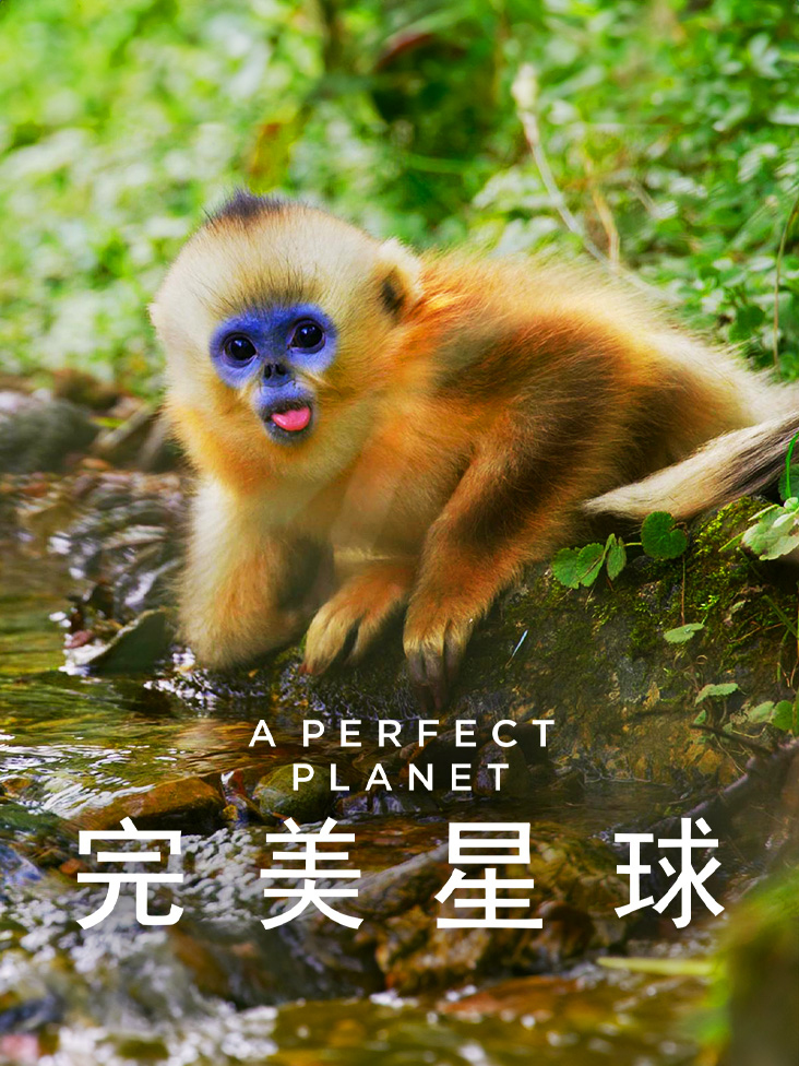 完美星球封面图