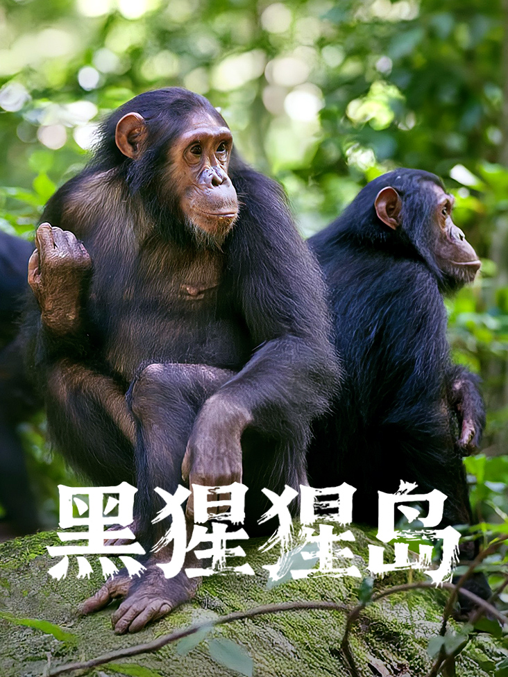 黑猩猩岛封面图