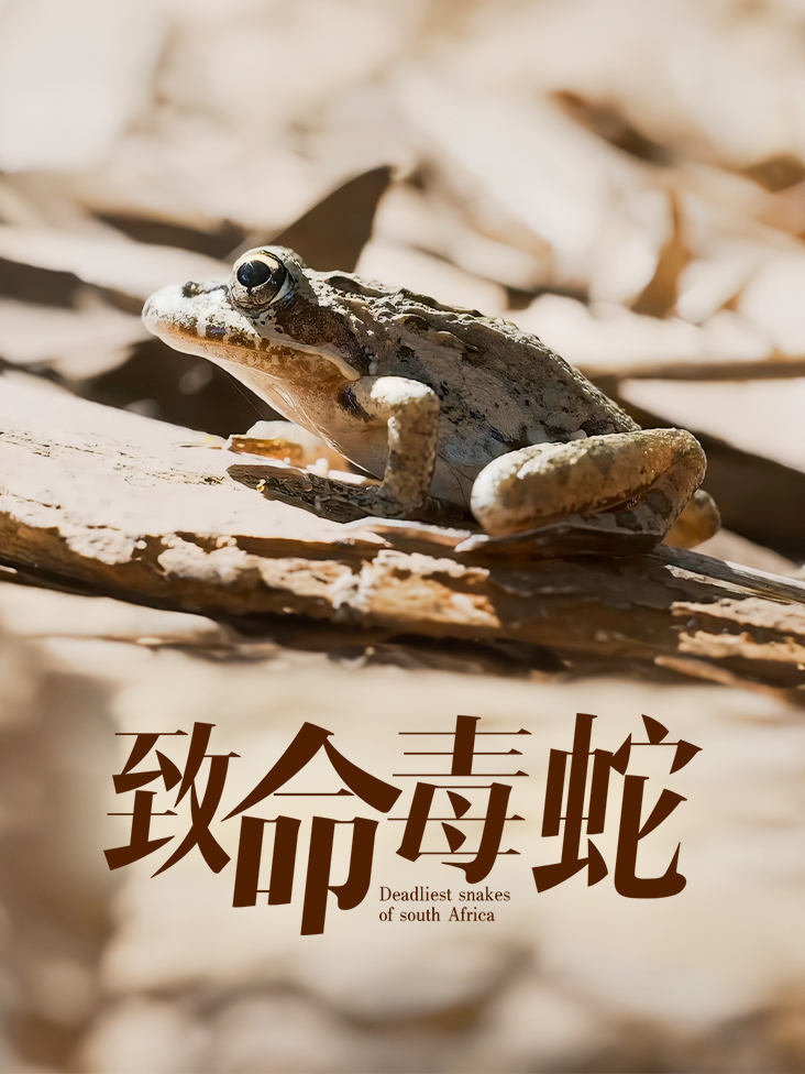 致命毒蛇封面图