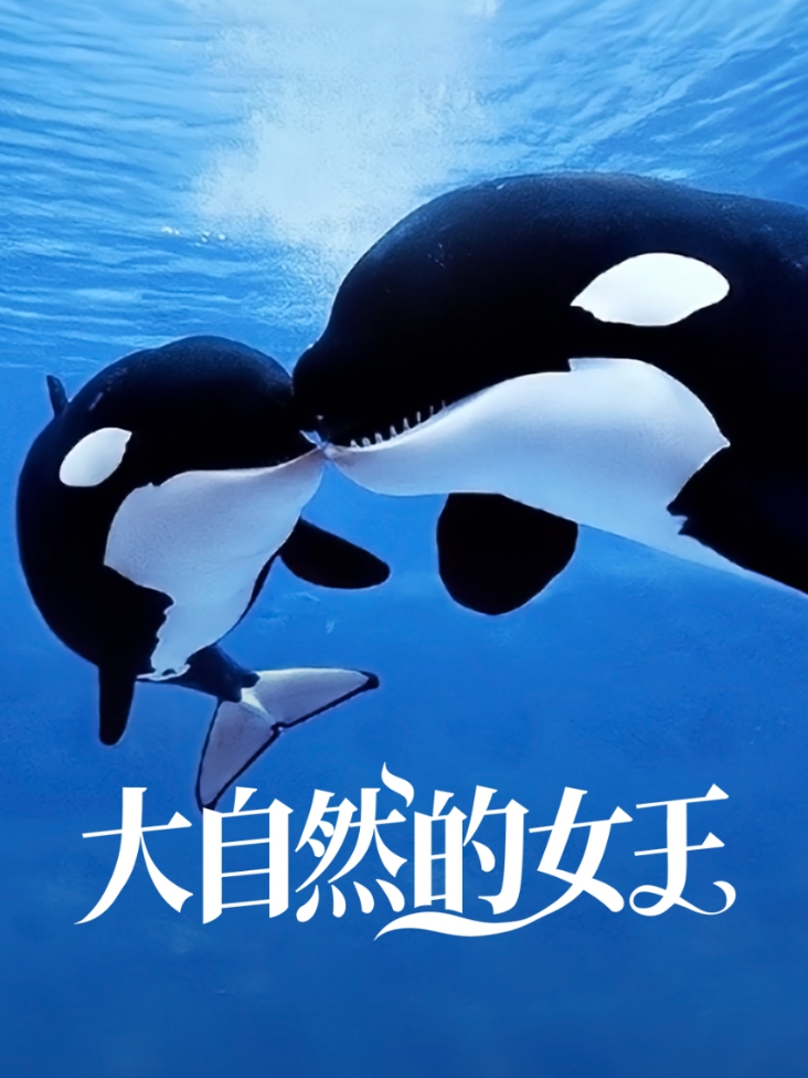 拳皇在线观看