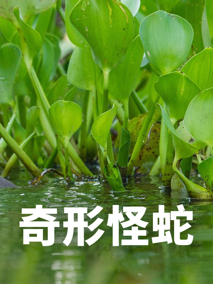 奇形怪蛇封面图