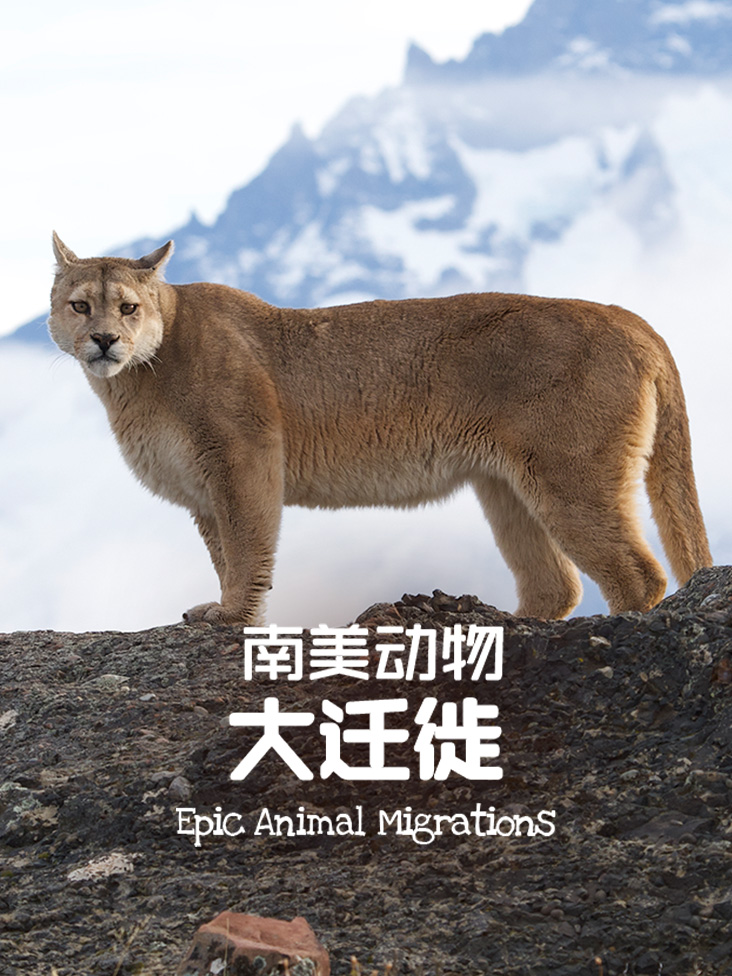 南美动物大迁徙封面图