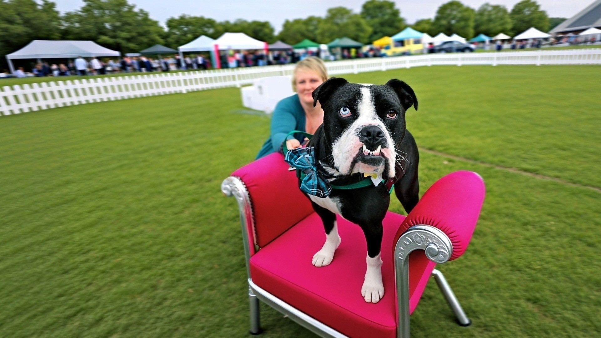 全球最丑萌宠秀