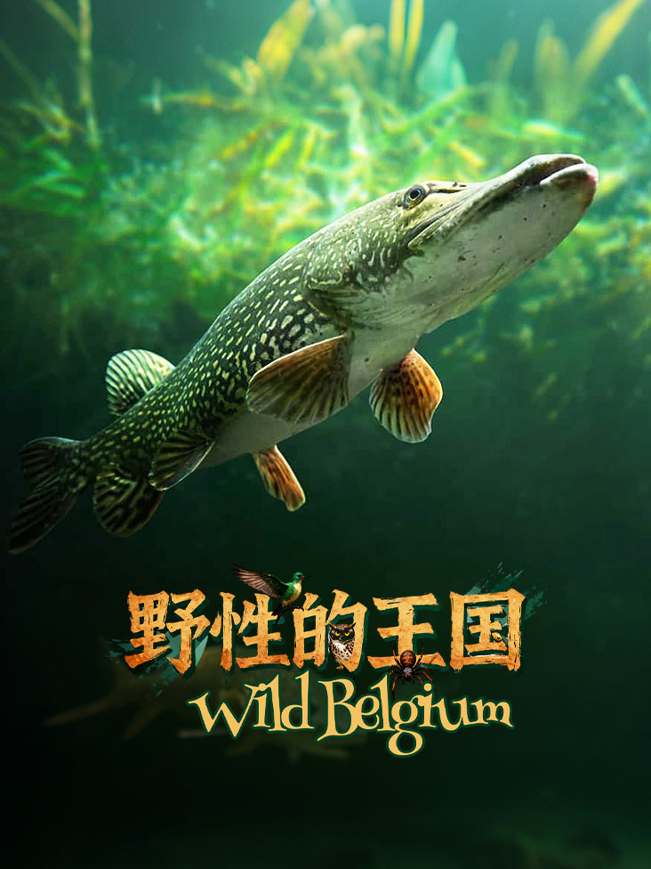 野性的王国封面图