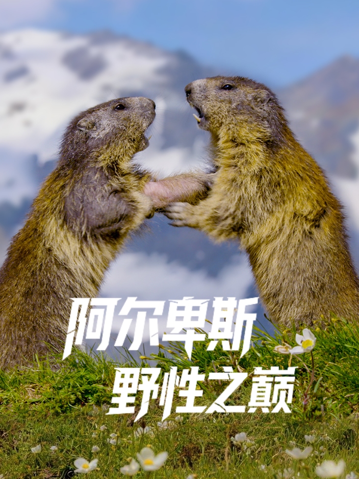 阿尔卑斯野性之巅封面图