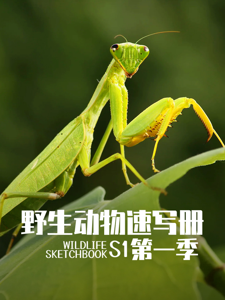野生动物速写册第一季封面图