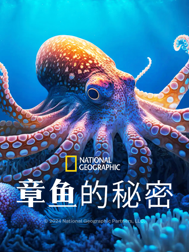 章鱼的秘密封面图