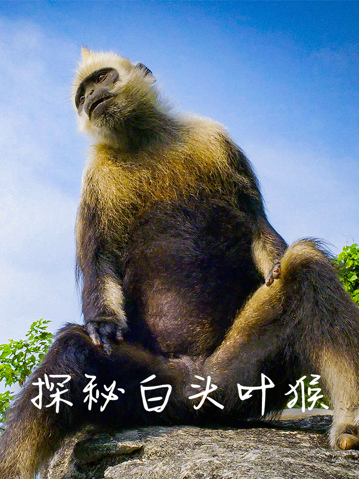 探秘白头叶猴封面图