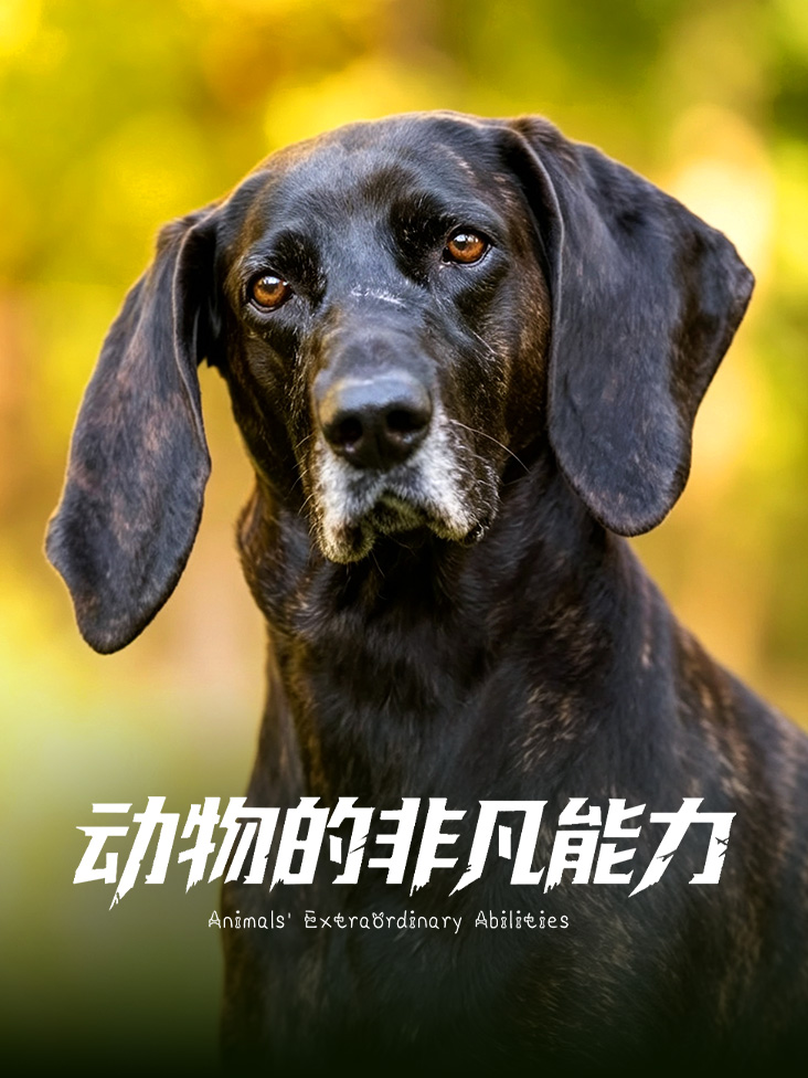 动物的非凡能力