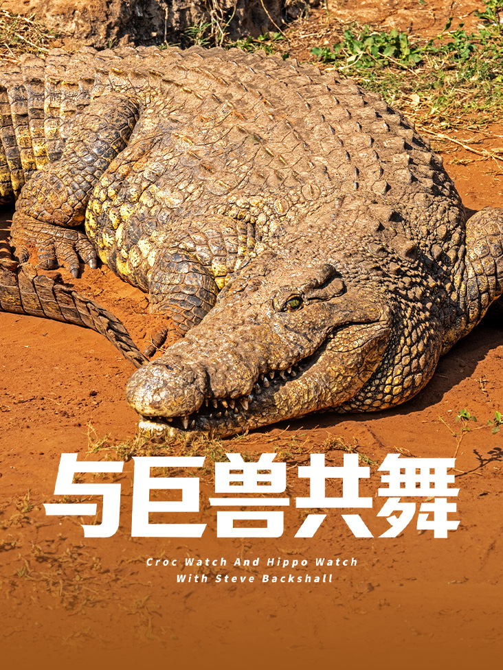 与巨兽共舞