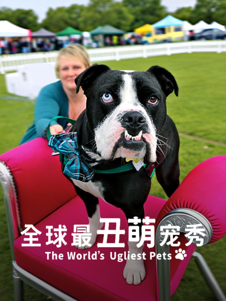全球最丑萌宠秀封面图