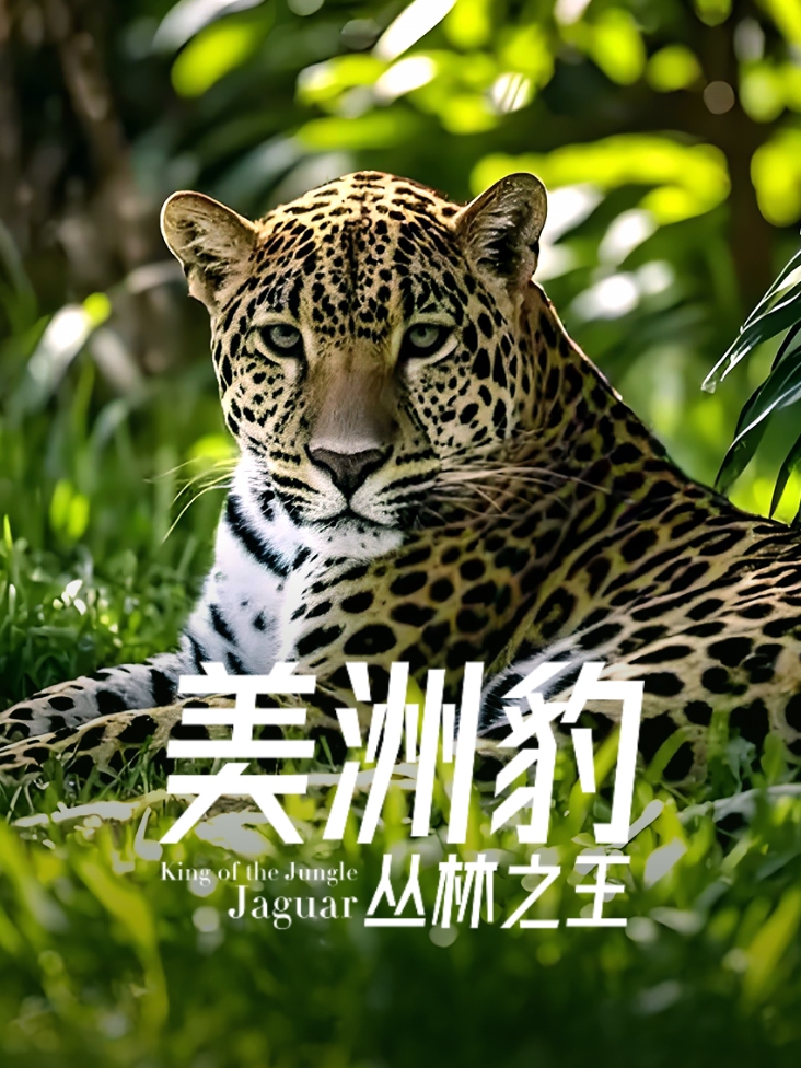 美洲豹丛林之王封面图
