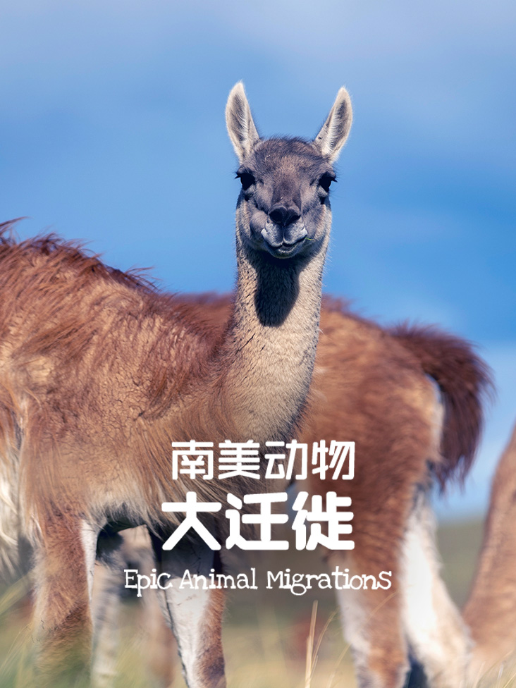 南美动物大迁徙封面图