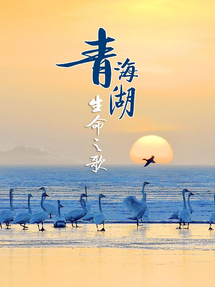 青海湖生命之歌封面图