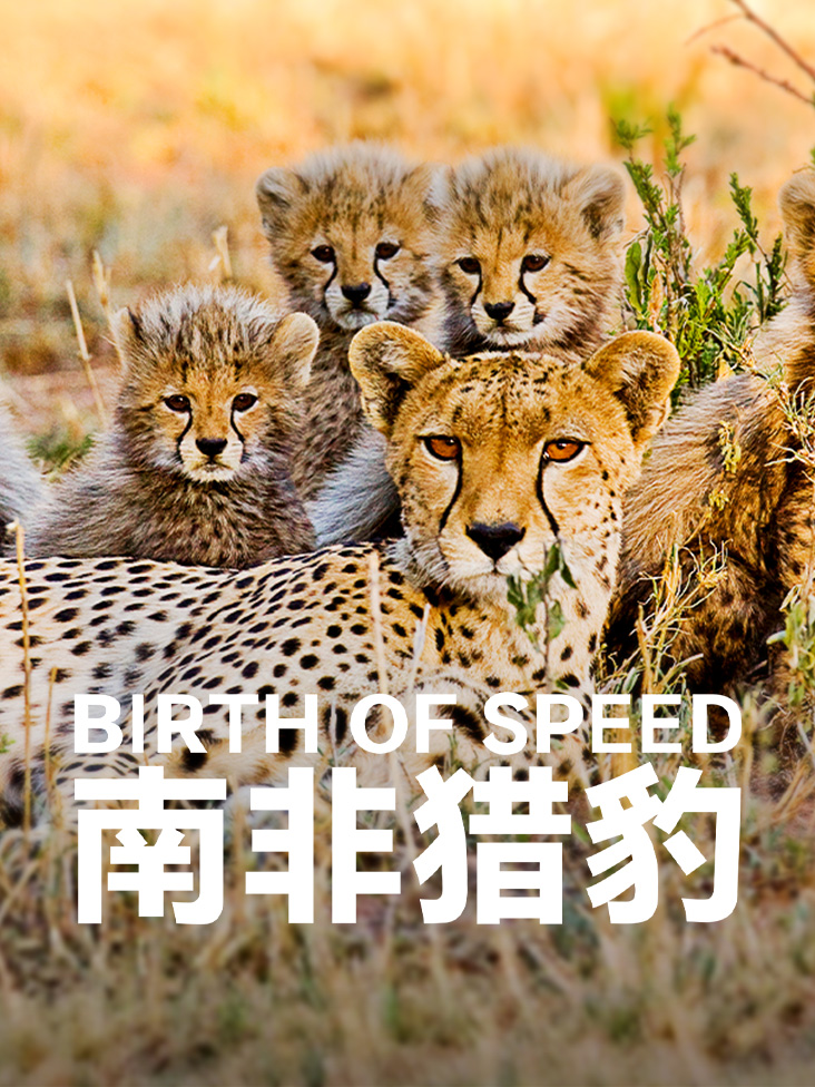 南非猎豹封面图