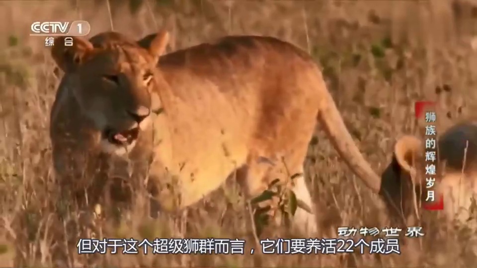 伤不起mv下载地址