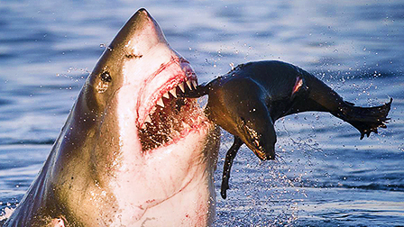 4集全狂野非洲91开年神作大白鲨虐杀海狗,场面太壮观考古探秘!