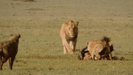 趣看纪录片·探索世界罕见极境众星云集勇闯荒野荒野求生全明星 第六